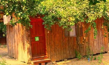 Saban Tree Houses